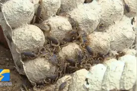 寒毛直竖！山东90后小伙用蝎子“按摩”，被蛰过100多次…“麻麻的，像揪汗毛一样舒服”图片