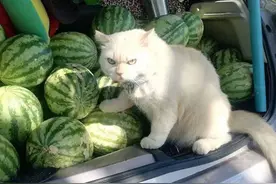 泰国“愤怒脸”猫咪变卖瓜监督员 守瓜田6年图片