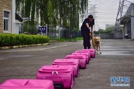 神犬奇兵“多多”和它的战友图片