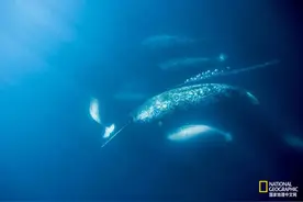 他们猎杀的，是真正的独角兽图片