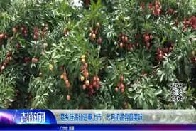 荔乡佳品仙进奉上市 七月初品尝最美味