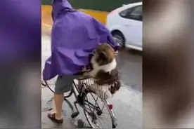 下雨天主人骑车带狗狗回家 网友：像极了小时候的自己图片