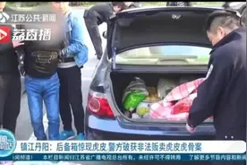 虎皮拉起来比民警整高出两个头！江苏警方破获非法贩卖虎皮虎骨案图片