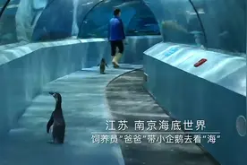 饲养员“爸爸”带小企鹅去看“海”视频封面