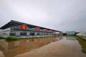 西农专家助力猕猴桃，成为农民增收致富的“金蛋蛋”图片