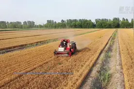 来年再战！河北小麦机收收官