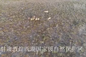 “云游”30秒——甘肃敦煌西湖国家级自然保护区视频封面