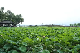 接天莲叶无穷碧 映日荷花别样红图片