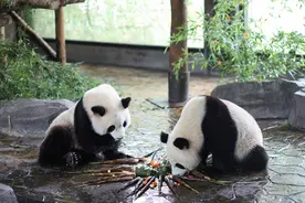 端午节吃粽子，大熊猫、小熊猫、小浣熊分别吃什么馅的粽子？图片