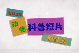 再创奇迹！濒危物种豹纹鲨在粤首次成功繁育图片