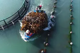 73秒 | 烟台进入海带收获季 百万株海带收割忙图片