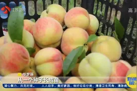闪亮的青春！95后“后浪”不爱红妆爱农庄，从负债百万到销售千万视频封面