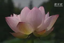 汉服与荷花的邂逅 惊艳了这个夏天视频封面