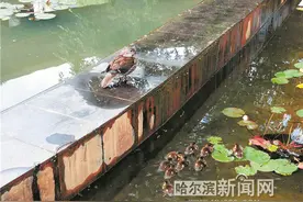 火车头广场搬来鸳鸯一家图片
