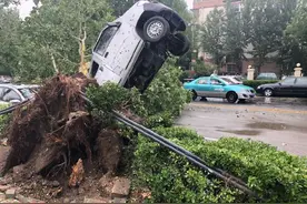 天津 昨夜狂风暴雨导致华苑两棵大树倒伏，砸到三辆车图片