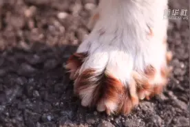 吉林：边境线上的“萌犬奇兵”视频封面