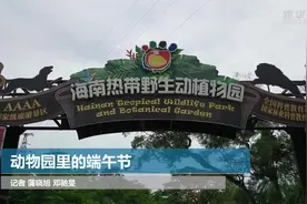 动物园里的端午节视频封面