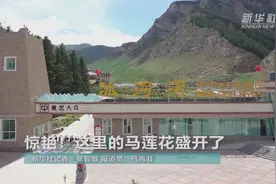 惊艳！这里的马莲花盛开了视频封面