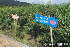 就爱这一口水嫩香甜！奉化水蜜桃上市啦，怎么挑，看这里图片
