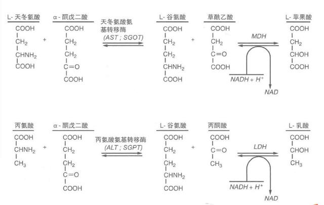 一文读懂肝功能检测：ALT、AST、ALP、GGT究竟怎么看？