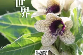 「遇见大同」大同的“花花世界”，你从未留意的别样风景图片