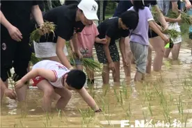 福州：水稻科技开放日，父母孩子下田插秧图片