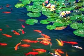 误入藕花深处图片