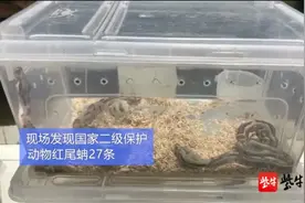 从小喜欢看《白蛇传》，江苏一男子阳台养蛇1年，3条小白蛇变成32条！结果让他后悔不已图片