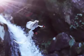 福州 | 永泰有个观鸟基地，在这里可以一睹珍稀鸟类“芳容”图片
