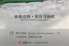 「生物多样性百科」脊椎动物•黑线乌梢蛇：呆萌的另一面，是腹黑的绞杀王图片