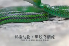 「生物多样性百科」脊椎动物•黑线乌梢蛇：呆萌的另一面，是腹黑的绞杀王图片