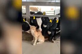 小猫误入养牛场，奶牛们集体撸猫，猫：真舒服，下次再来