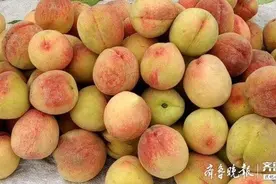 啥情况？济南南山鲜桃今年买出“白菜价”，果农称有人捣鬼图片