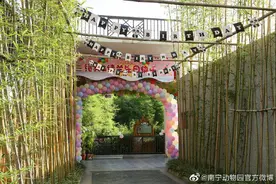 大熊猫绩美、绩兰4岁啦！南宁动物园特制冰蛋糕为其庆生图片