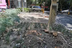 暴雨致小区内树倒压坏6辆车，物业：其中1辆车不能获赔……图片