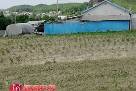 兄弟俩为给父亲“报仇”，当街将人杀害！可最终父亲病亡也不敢回家……图片