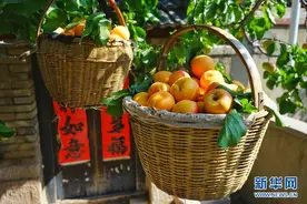 青岛：一梢红杏蜜枝头图片