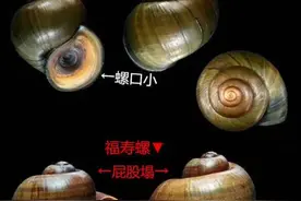 小编拍了拍你→这个外来物种入侵青浦，千万不能吃！图片