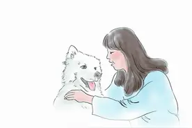 萨摩耶与独居者的共度时光：机缘巧合或许是最好的命运安排图片