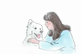 萨摩耶与独居者的共度时光：机缘巧合或许是最好的命运安排图片