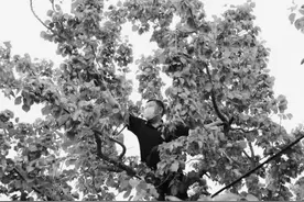 居家观察村民没法采摘？没关系，好邻居组成“帮扶队”帮摘还帮卖图片