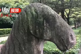 萌到心动！中山陵石象石马“长青苔”图片