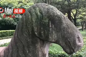 萌到心动！中山陵石象石马“长青苔”图片