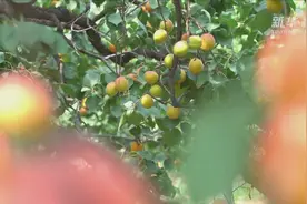 红杏满枝头 果园迎丰收视频封面