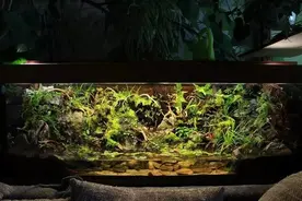 沙发后的巨型水陆，真的不怕招蚊子吗？图片