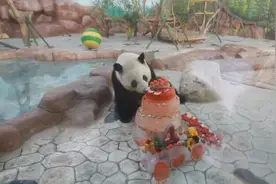 广西南宁大熊猫的生日派对视频封面