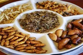 隐食记｜昆虫宴：舌尖上的云南食虫风图片