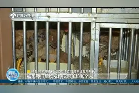 现宰现杀！明令禁止活禽交易，饭店老板还敢这样作秀？视频封面