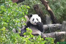 大陆赠台大熊猫圆圆生二胎了图片