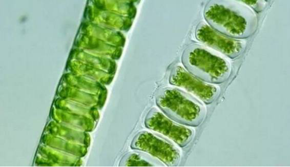 养虾调水有三难：培藻、底改和亚硝酸盐！养殖户如何破解？